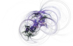 Apophysis-080819-2-white.jpg